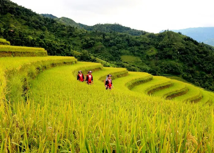 Ruộng Bậc Thang Hoàng Su Phì Tháng 9 Đẹp Như Thế Nào? Mùa Vàng Giữa Núi Rừng Hà Giang