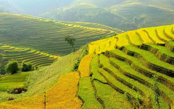 Mùa Lúa Chín Hà Giang Tháng 9 – Chiêm Ngưỡng Sắc Vàng Giữa Núi Rừng Đông Bắc